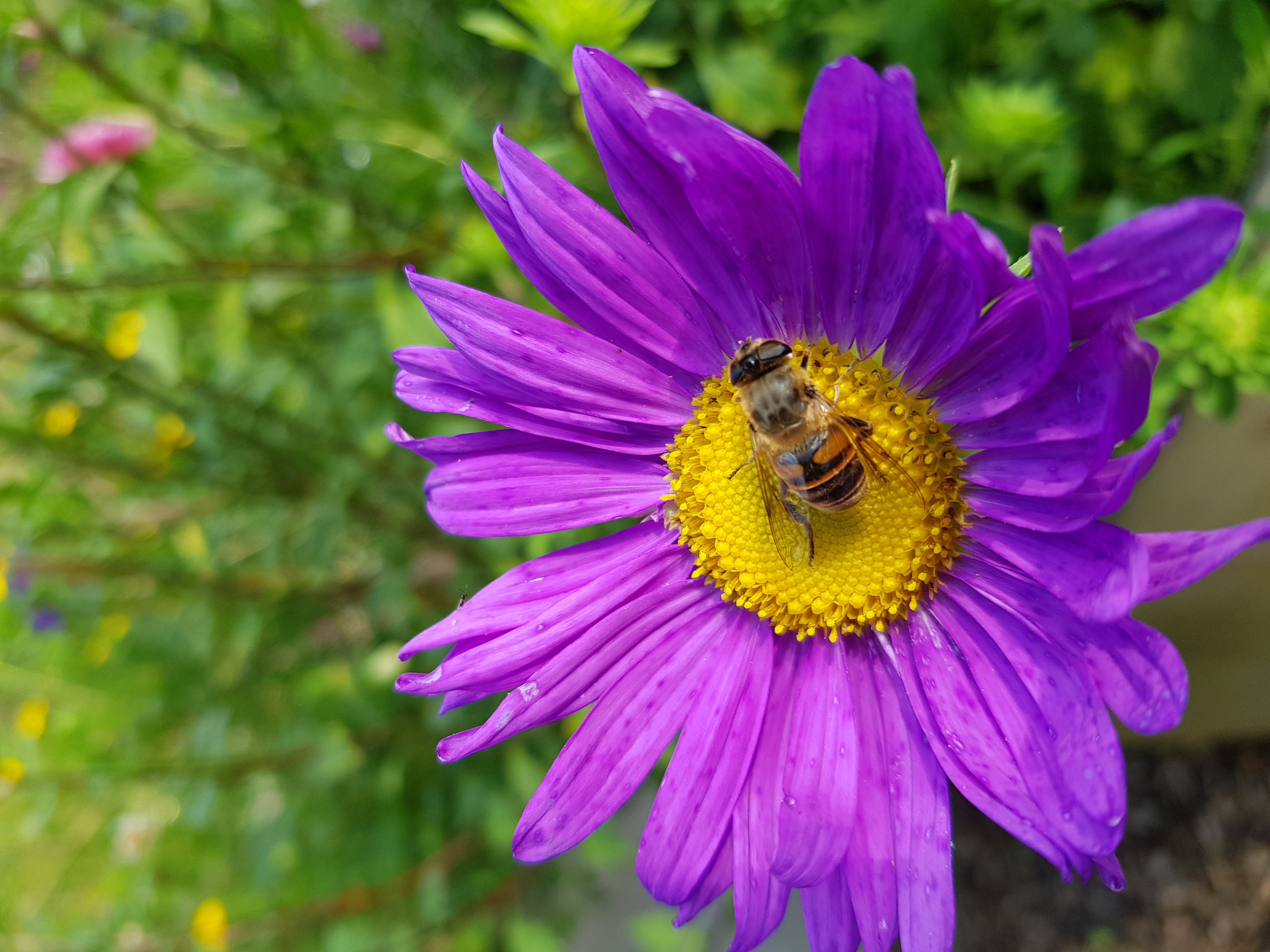 Der Naturschutz ist ein Schutz vor uns selbst!